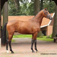 Dressurnachwuchs V. Vitalis