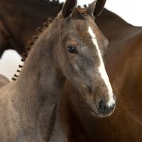 Usha van 'T Reevediep