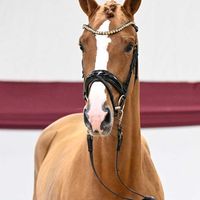 Hengst V. Fidelity - Ciacomo