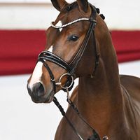 Hengst V. Baccardi's Best - Laureus