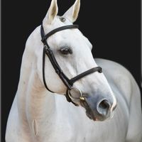 Lucky Star van de Riethove