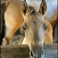 Agility von AchterhofsKate