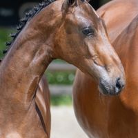 Bella Ciao van 'T Pardassenhof