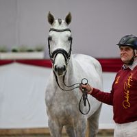 Hengst V. Colman - Zirocco Blue