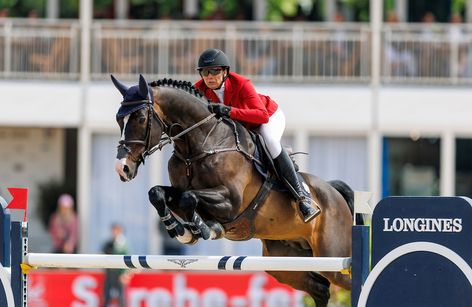 Carison (Hengst) Profil mit allen Infos zum Pferd