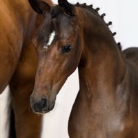 Caramba van de Gordendijk Z