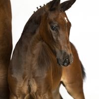 Blueberry-K van Kattenheye