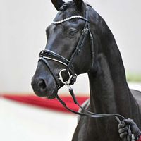 Hengst V. Vivaldos - Bretton Woods