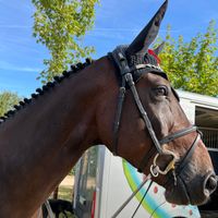 Horse Gym's Celestin