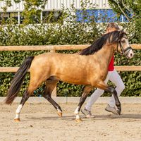 Louis vor den Düren