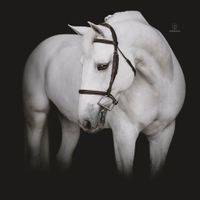 GRUPO PROM HITCHCOCK