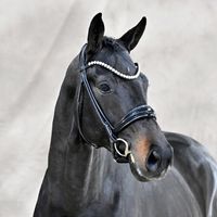 Jovian / Lauries Crusador XX