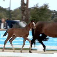 Fohlen von Bonhoeffer/Borsalino