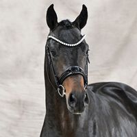 Hengst von Fynch Hatton / San Amour I