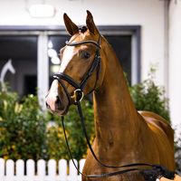 Q-Sieben / Borsalino