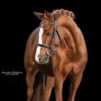 Der kleine beste Freund