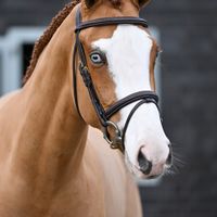 Conthalou de Zélande Z