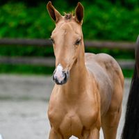 Cutiefly Zoetendaele Z