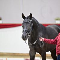 Hengst V. Vainqueur - Jazz