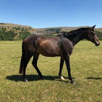 L.MILLFIELD CONSTANZA