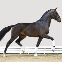 Hengst von Glamourdale X Fidertanz