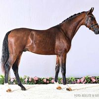 Hengst von Shu Fu/Scolari