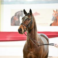 Hengst V. Zenegro - Dipylon