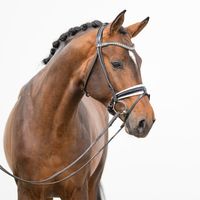 Hengst von Escolar X Sir Donnerhall I