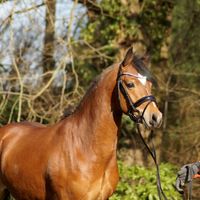 Hesselteichs Donatello