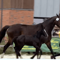 Fohlen von Diaron/Embassy