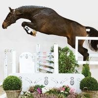 Hengst von Chopin X Calido