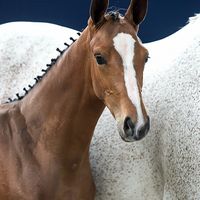 Kendo'it vd Keienlegger Z