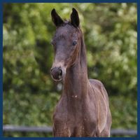 This A Perfect Lightfeet