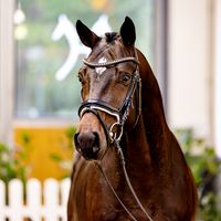 Hengst von Asagao xx / Carismo