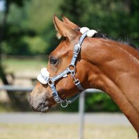 Fohlen von Spökenkieker X Don Index