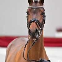 Hengst v. Tangelo van de Zuuthoeve - Eldorado van de Zeshoek