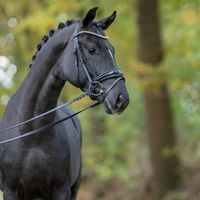 Hengst von Sir Heinrich/Fürsten-Look
