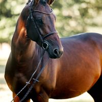 Prince des Lys Jaunes