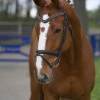 O'Malley van de Bucxtale