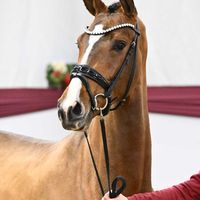 Hengst V. Benicio - Zack