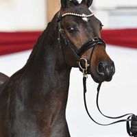 Hengst V. For Romance I - Catoo