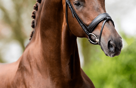 【CSR】 Red Hare, Unrivaled Stallion - EVP Kantar dla konia Mustang, czerwony/czarny, roz. Pony