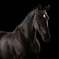 Remember Me van het Wilderhof