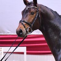 Hengst von Karajan x Con Sherry