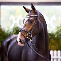 Debutant Ps / Stanford