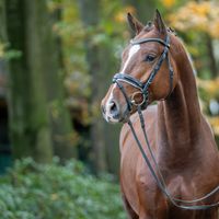 Hengst von Vingino/Diarado