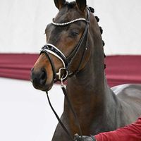 Hengst V. Flashbang - Fürstenball