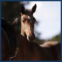 Aphrodite van Het Hulshof Z