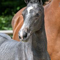 Charamena V/D Nachtegaal Z