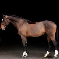 The Lewis van het Heidehof